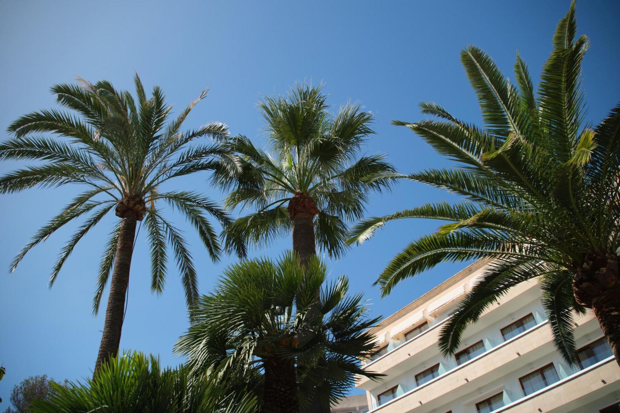 Hotel Son Caliu Spa Oasis Palmanova Exterior foto